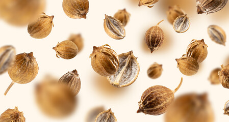 Falling Organic dried coriander seeds float on a beige background for recipes. Floating in the air food Creative concept. Spicy and Fragrant Seasoning. Flying set of spices. Modern pattern