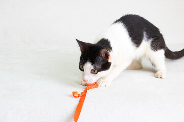 Black and white kitten playing with a rope