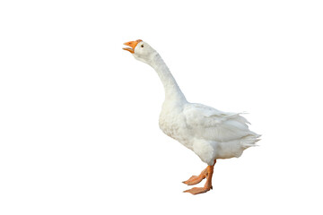 Beautiful American pekin isolated on transparent background.