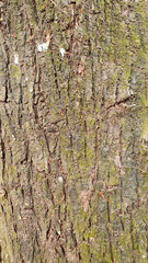 Photo high-quality free bark photo for background and texture