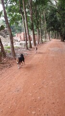 dog walking on village road 