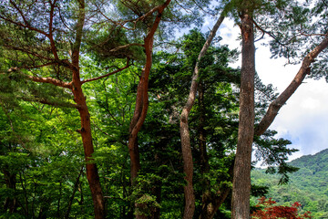 The beautiful landscape, early summer mountain landscape.