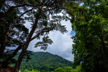 Obraz premium The beautiful landscape, early summer mountain landscape.