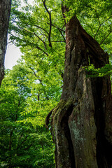 The beautiful landscape, early summer mountain landscape.