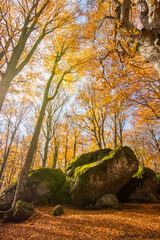 Naklejka premium Vetusta beech forest of Cimino mount in autumn, with moss covered rocks. Foliage in Appennino, Lazio, Italy