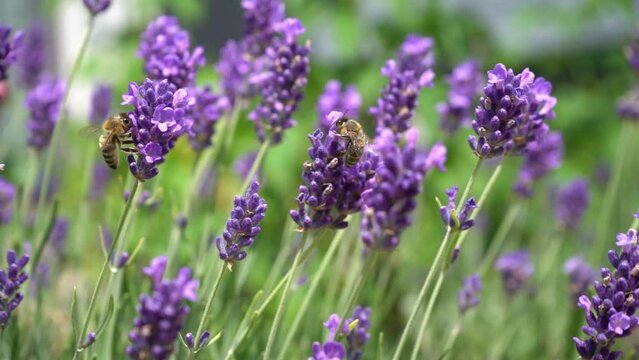 Purple lavender flowers. Flower in the field. Nature background. Grow a fragrant plant in the garden. Bee insects collect pollen. Summer flower honey plant closeup.