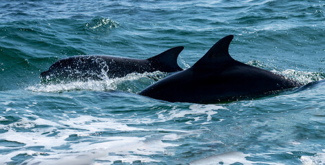 Naklejka premium Dolphins swimming alongside a boat in the blue ocean