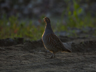 Grey partridge (Perdix perdix), grey legged partridge. Partridge with open bill in the green grass. Grey partridge, Perdix perdix, bird in the wild habitat.