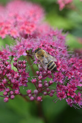 bee on pink flower
