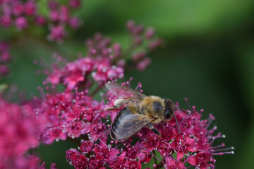 bee on flower