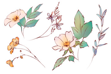 Hand drawn summer floral botanical elements. Meadow flowers and branches