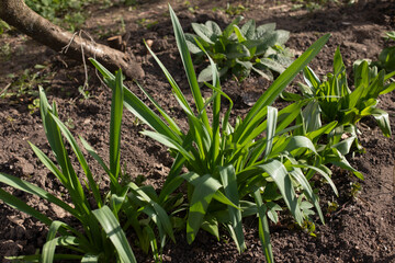 Plants in garden. Green grass. Flower bed in yard.