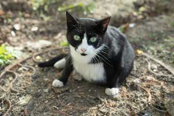 Naklejka na ściany i meble Cat in yard. Cat on street. Animal in park.