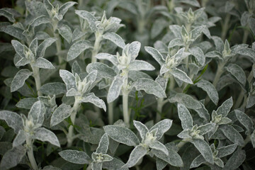 Garden plant. Plants without flowers. Details of nature. Green stems.