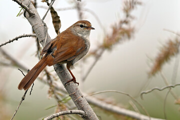 Cetti's warbler // Seidensänger (Cettia cetti) - Greece
