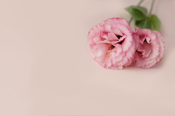 tow pink eustomas on a light pink background