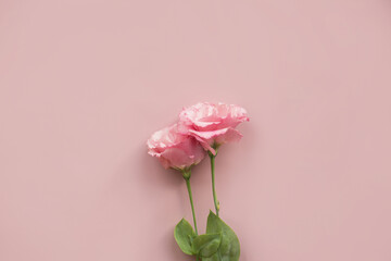 tow pink eustomas on a light pink background