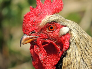 Portrait of a beautiful colorful rooster with red comb isolated on green background. Countryside domestic bird close up