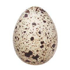Delicious quail egg cut out