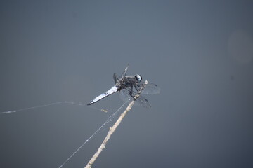 Scarce chaser, a big blue Dragonfly