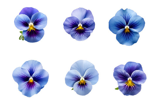 set of pansies flowers isolated on transparent background