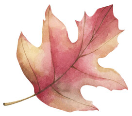 Autumn leaf. Watercolor illustration.