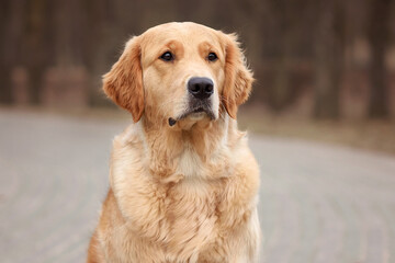 close-up portrait of dog golden retriever labrador in autumn in autumn park