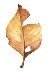 Autumn leaf. Watercolor illustration.
