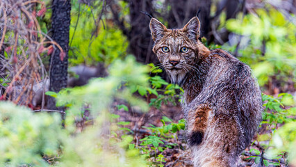 野生のカナダオオヤマネコ / Wild Lynx canadensis