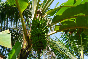 Banana trees growing lush against a blue sky background.
