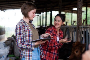 White and asian woman farmer  enjoy with wokinging in cow farm or daily farm, Cuacacian woman holding note whhile out of fogus asian woman looking at hrr with smile.