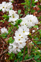 Sydney Australia, papery white flowers of exochorda giraldii var. wilsonii