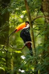 Deurstickers toucan on a branch © Krzysztof