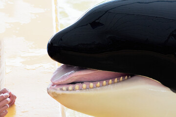 Close-up of the head of an orca.