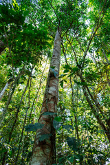 Fototapeta premium Vertical photo looking at the sky of a dense primary forest in the jungle of the Ecuadorian Amazon rainforest, Tena, Latin America. Flora, ecosystem, vegetation. Many trees and different species.