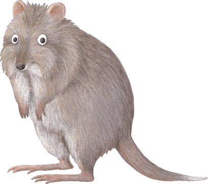 Long-nosed potoroo illustration isolated on white