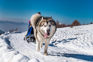 Naklejka premium Close-up of an Alaskan Malamute during a sled dog competition