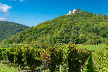 Fototapeta na wymiar Landschaft mit Weinberg vor dem Hambacher Schloss bei Hambach. Region Pfalz im Bundesland Rheinland-Pfalz in Deutschland