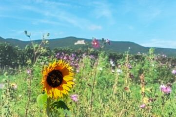 Fototapete bei efototapeten.de bestellen   