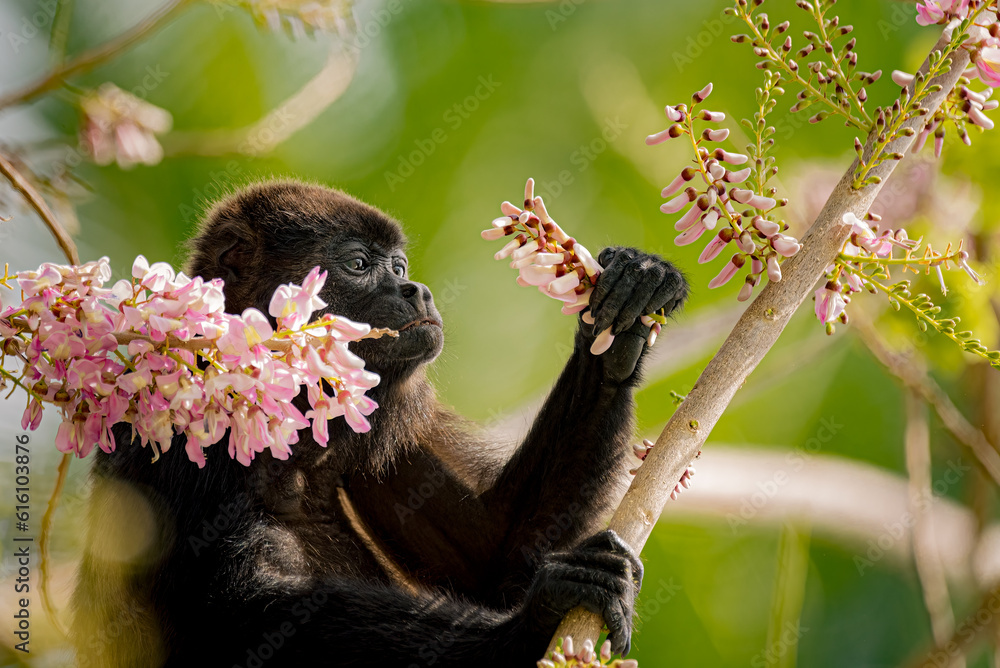 Wall mural monkey with flowers