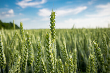 field of green wheat