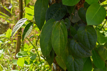 Landscape views of tropical forests which are used as natural attractions