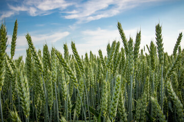 green wheat field