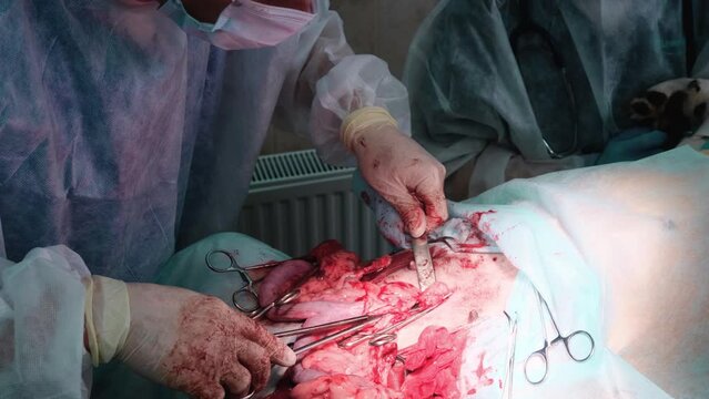 A veterinary surgeon performs an operation to remove a tumor from an animal