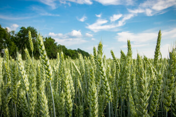 field of wheat