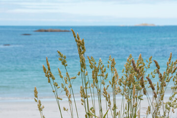 Coastal Botanical Charm: Grass Straws and Oceanic Backdrop