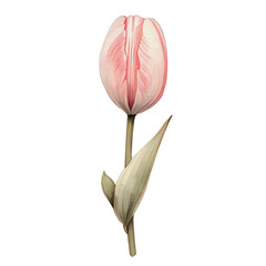 watercolor beautiful pink tulips, tulips flower basket, AI Generative