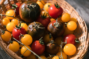 Various selection of tomatoes, brown, yellow, red and green. Sorted and arranged for baking.