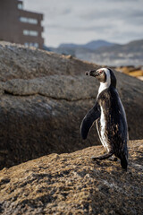 Obraz premium African Penguins known also as Cape penguins (Spheniscus demersus). 