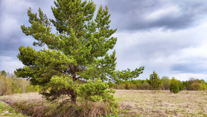 Obraz premium Dark, stormy and rainy clouds over green trees and big field on a spring or summer day